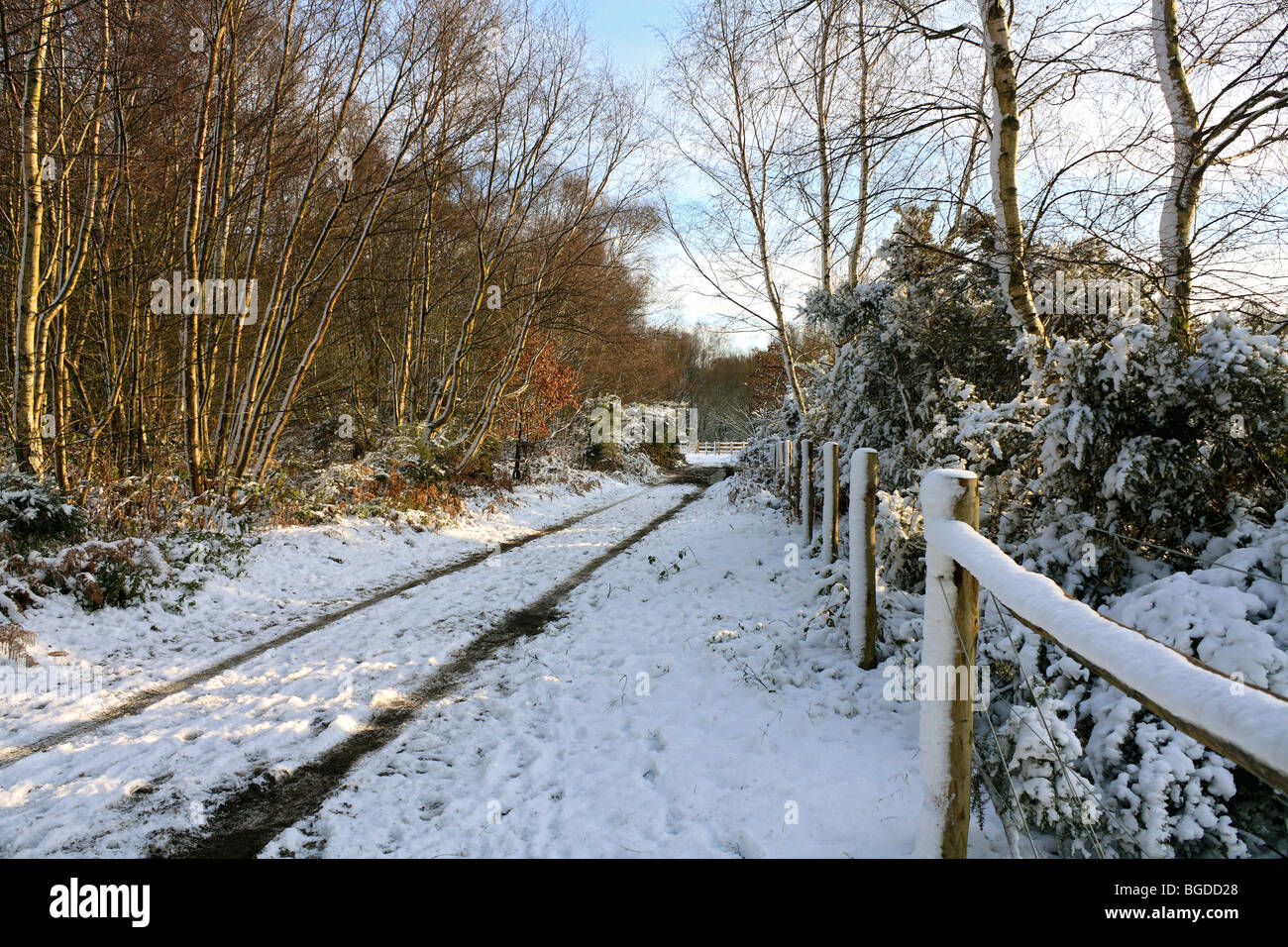 Neve su Headley Heath Surrey, Inghilterra, Regno Unito Foto Stock