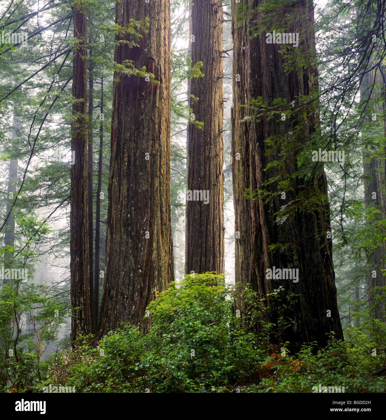 CALIFORNIA - sequoia gigante alberi lungo la dannazione Creek Trail nel Parco Nazionale di Redwood. Foto Stock