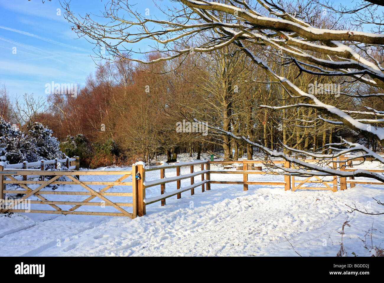 Neve su Headley Heath Surrey, Inghilterra, Regno Unito Foto Stock