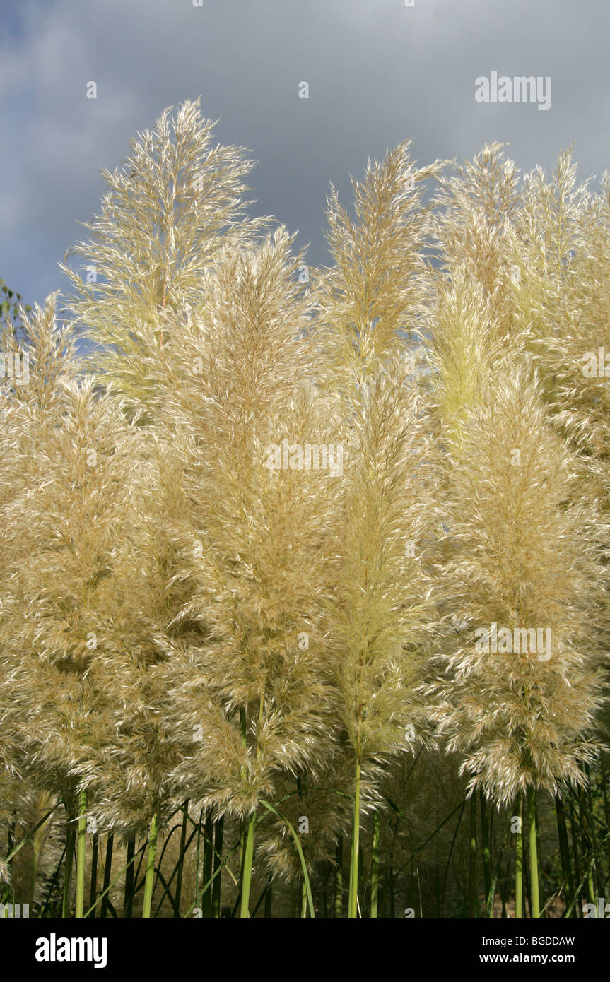 Pampa erba, Cortaderia selloana, Poaceae Foto Stock