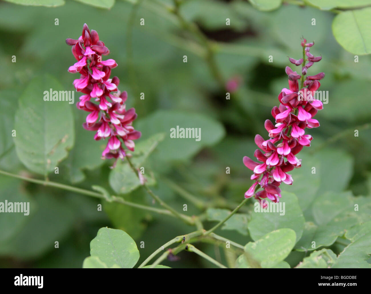 Pink-Flower Indaco Indigofera aff. amblyantha, Fabaceae, Cina e Asia Foto Stock