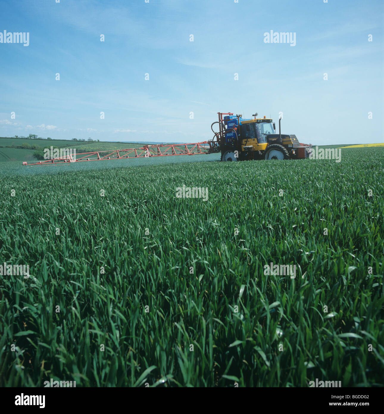 Trattore Fastrac con irroratrice montata la spruzzatura establishged inverno coltivazione di grano, Devon Foto Stock