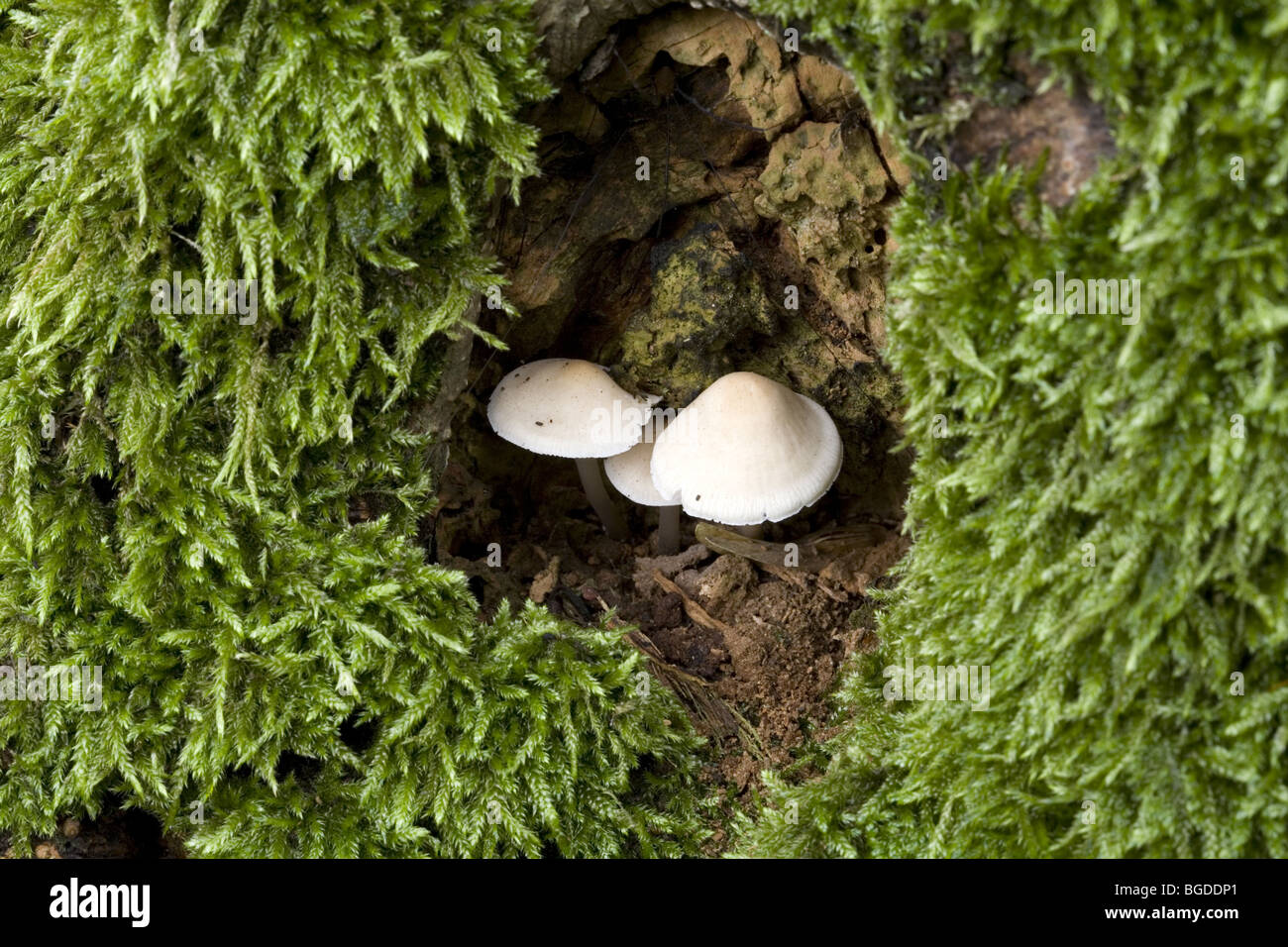 Toad sgabelli in un foro in un albero circondato da muschi Foto Stock