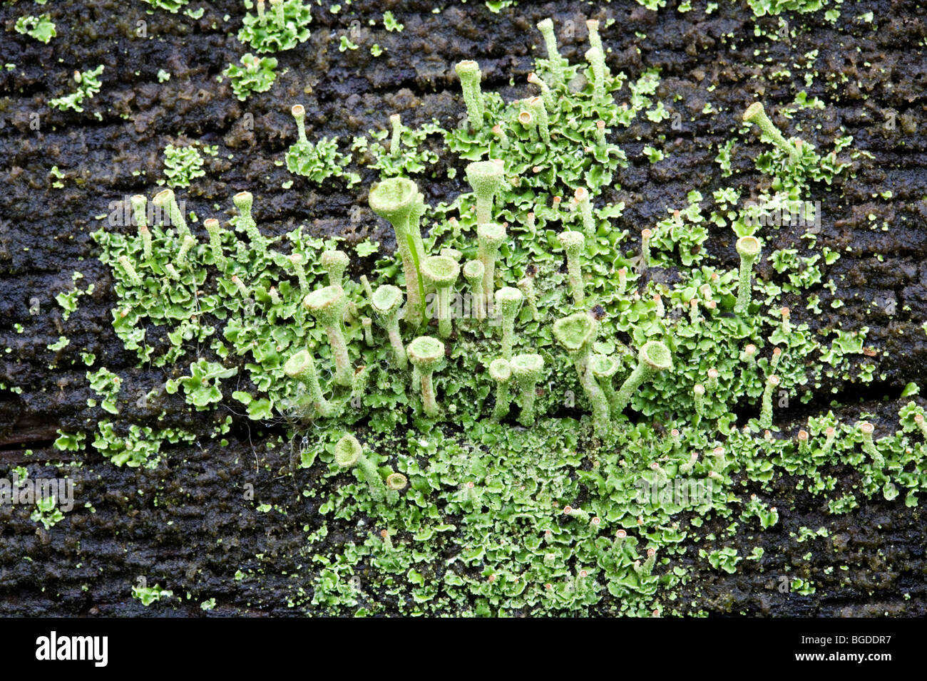Chiusura del lichen False Pixie Cup (Cladonia chlorophaea) Foto Stock