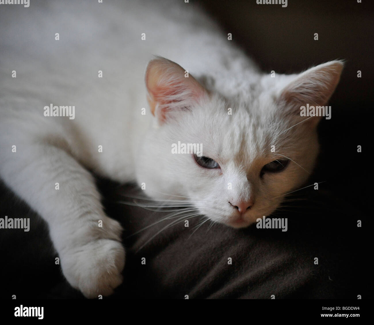 White cat snoozing Foto Stock