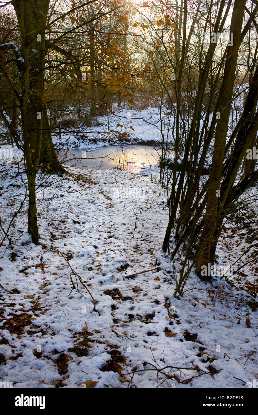 Neve in Coombe Wood in Essex. Foto Stock