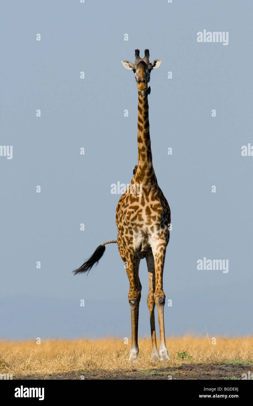 Masai Giraffe Giraffa camelopardalis tippelskirchi Katavi Tanzania Foto Stock