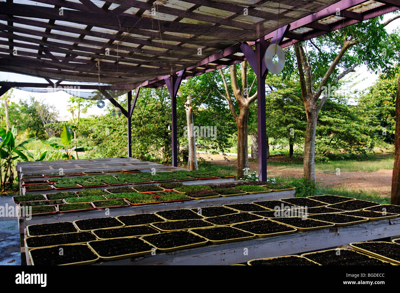 Azienda agricola biologica a Homestead Miami, Florida, Stati Uniti d'America Foto Stock