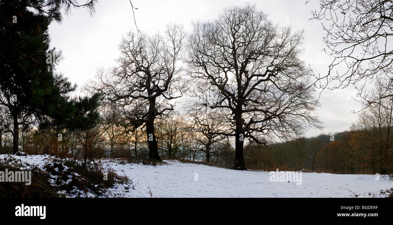 Neve in Coombe Wood in Essex Foto Stock