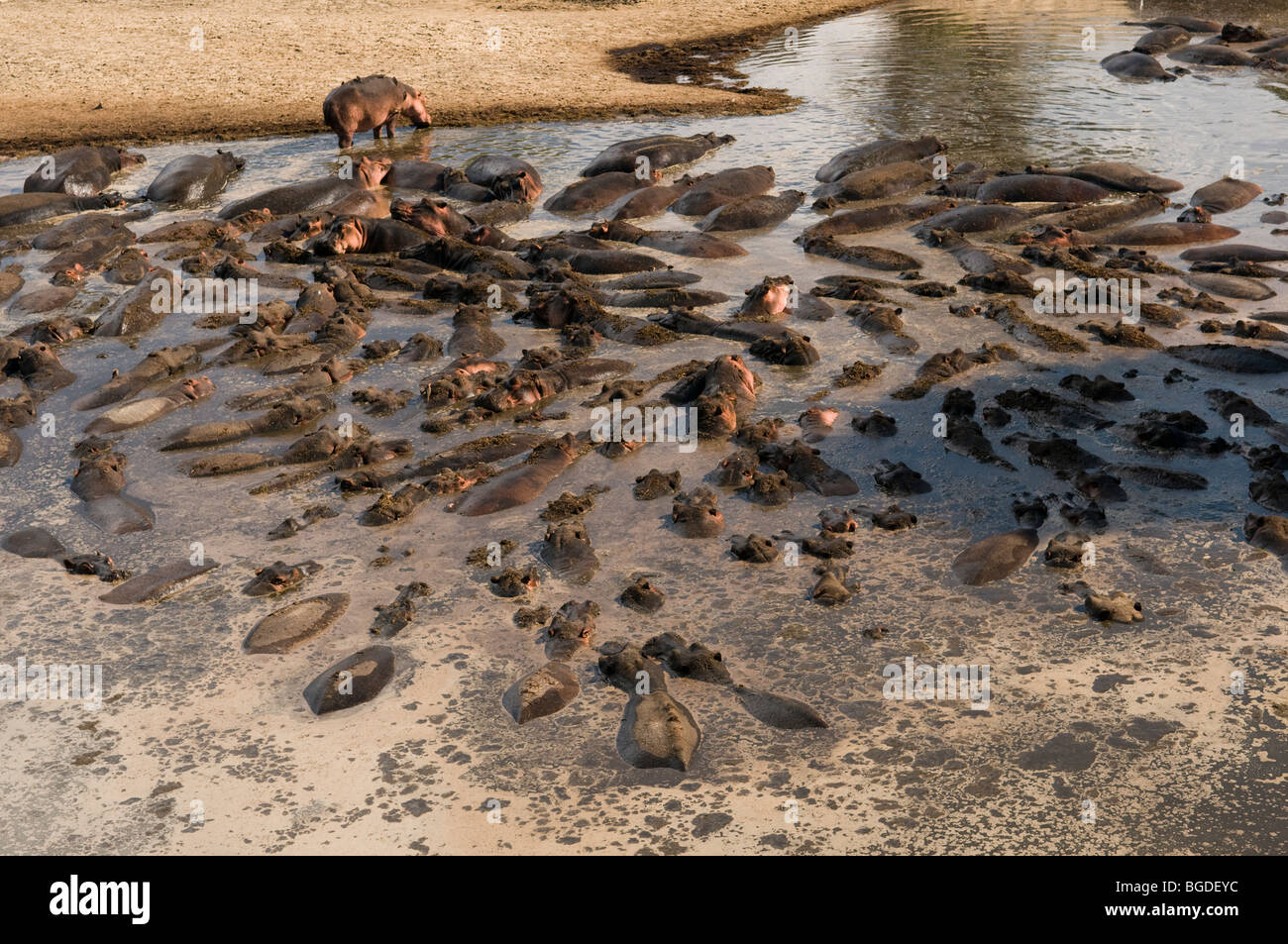 Ippopotamo Hippopotamus amphibius negli spazi sguazzi come livelli di acqua retrocedere nella stagione secca. Foto Stock