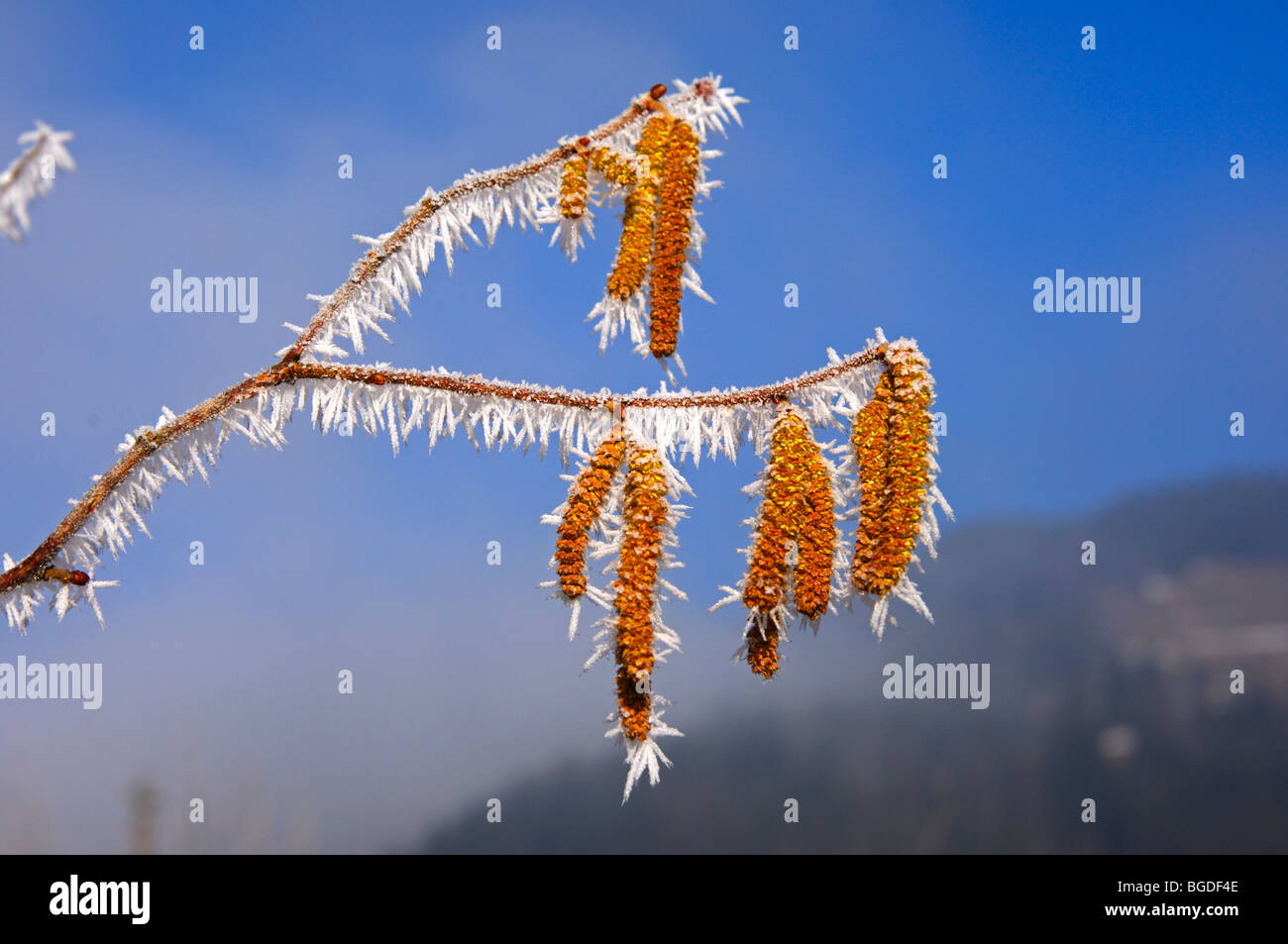 Amenti di nocciolo (Corylus), con cristalli di ghiaccio dopo una notte fredda Foto Stock