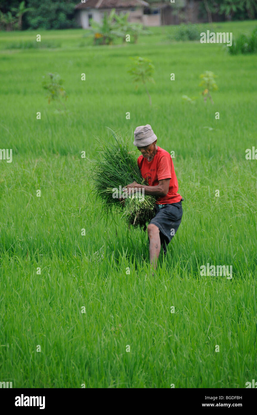 Agricoltore ripulendo dalle erbacce erbacce in un campo di riso, vicino a Yogyakarta, Giava centrale, Indonesia, sud-est asiatico Foto Stock