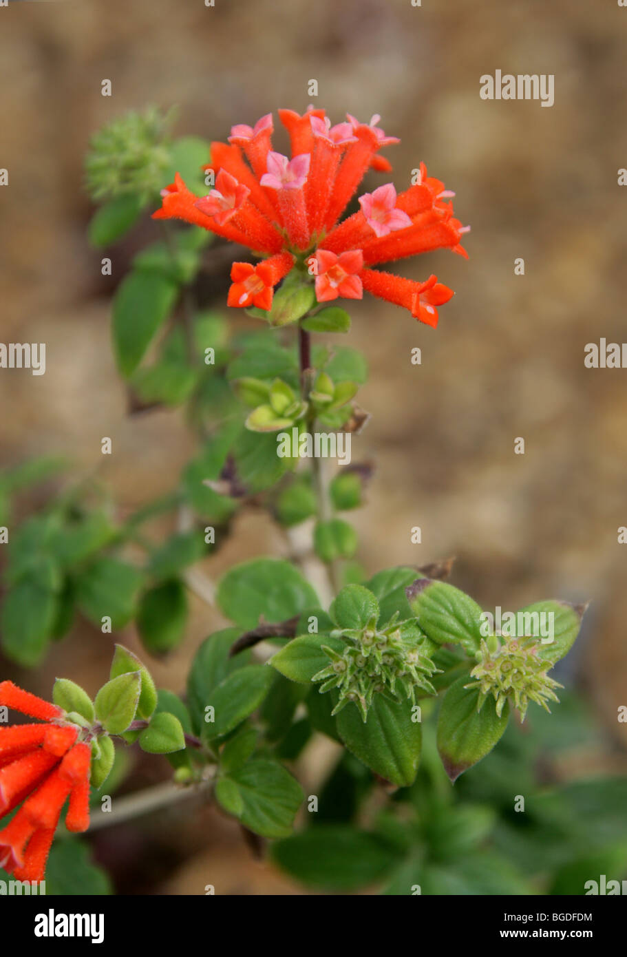 Firetracker Bush, Firetrackush, Hummingbird Flower, Scarlet Bourvardia, Scarlet Bouvardia, Trumpetilla, Bouvardia Ternifolia. Messico. Foto Stock