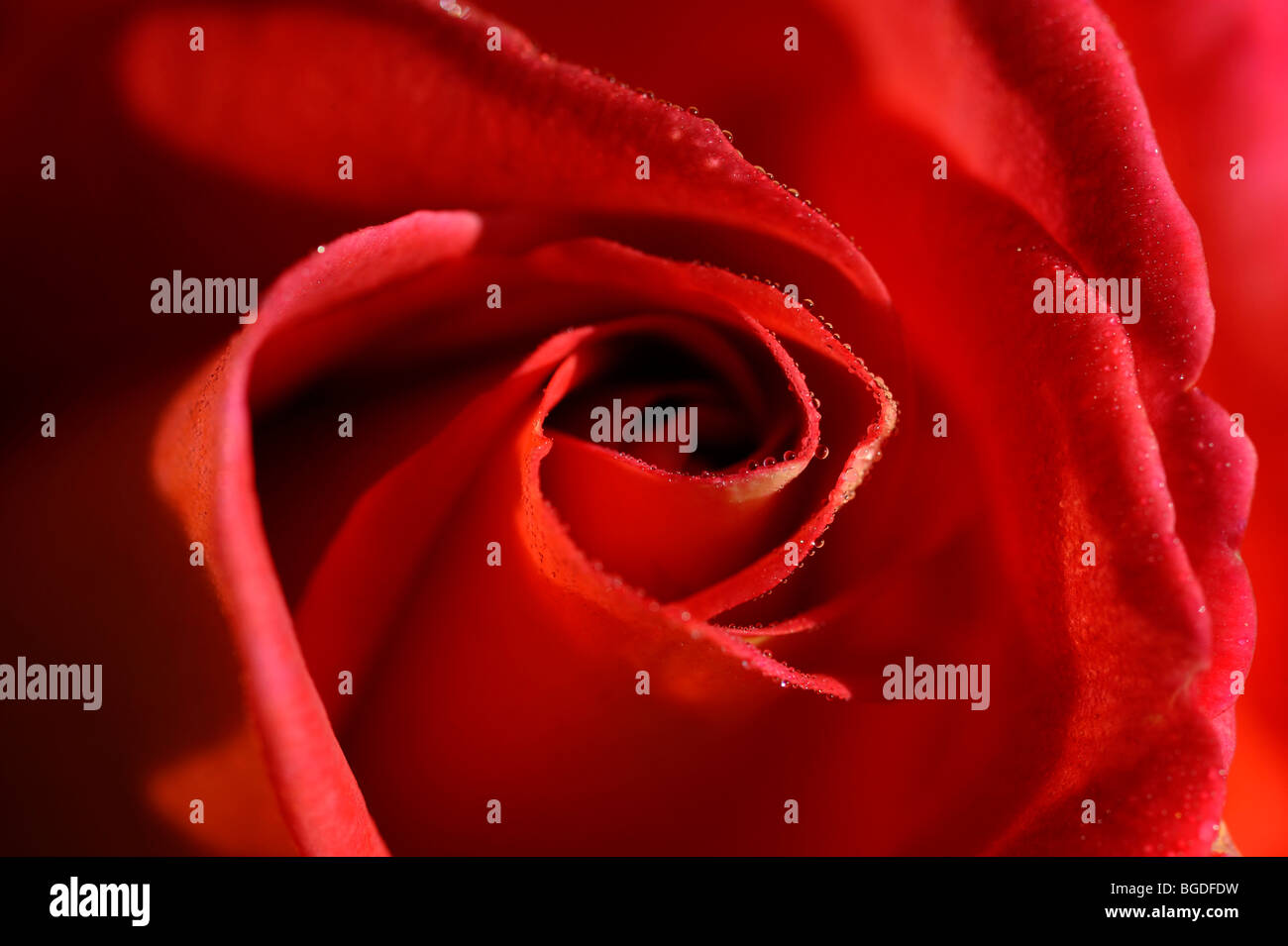Dettaglio di una rosa rossa blossom (rosa) Foto Stock