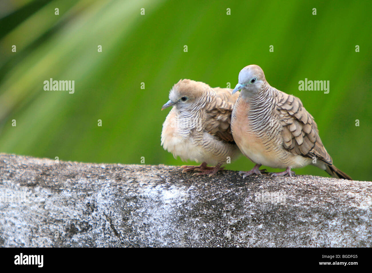 Seychelles Piccione blu o Seychelles blu colomba di frutta (Pigeon hollandais), Isola di Mahe, Seychelles, Africa, Oceano Indiano Foto Stock