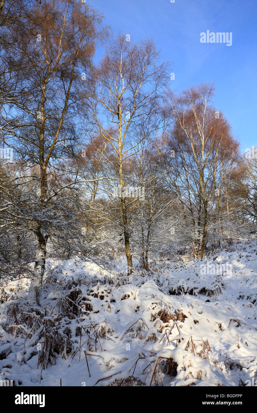 Neve su Headley Heath Surrey, Inghilterra, Regno Unito Foto Stock