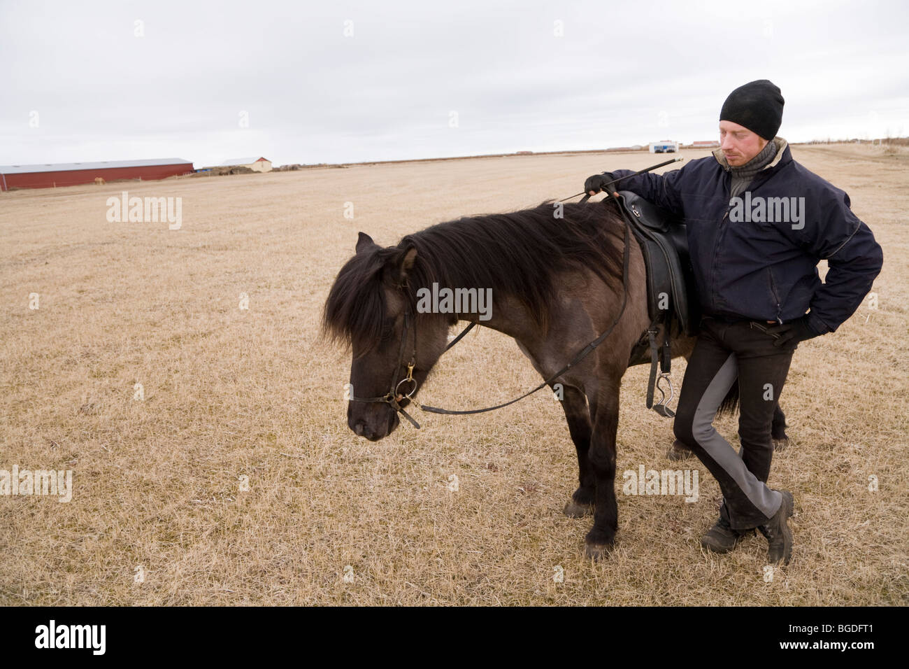 Cavallo islandese. A sud dell'Islanda. Foto Stock
