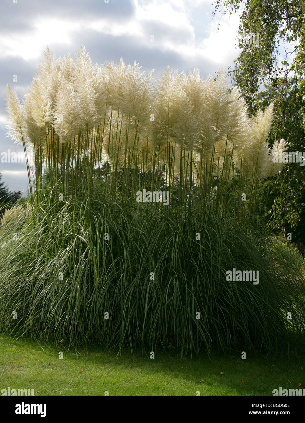 Pampa erba, Cortaderia selloana, Poaceae Foto Stock