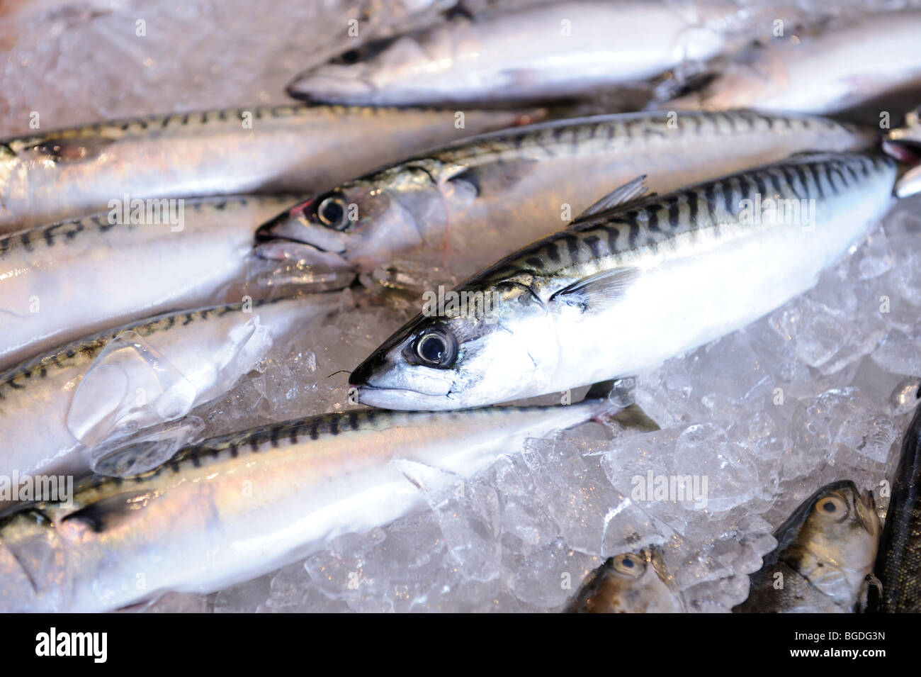 Appena pescato il pesce di mare presso il mercato del pesce di Bergen, Norvegia, Scandinavia, Europa settentrionale Foto Stock