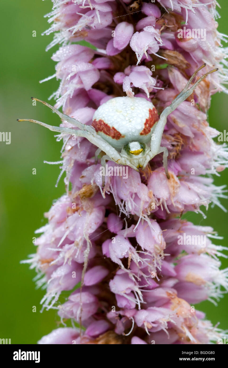 Oro ragno granchio (Misumena vatia), Filz, Woergl, Tirolo del nord, Austria, Europa Foto Stock