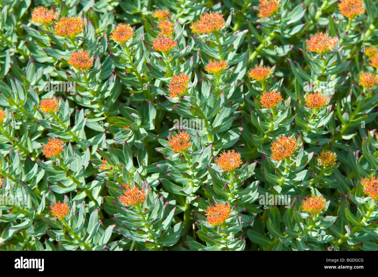 Golden root (Rhodiola rosea), il Parco Nazionale del Gran Paradiso, Valle d'Aosta, Italia, Europa Foto Stock