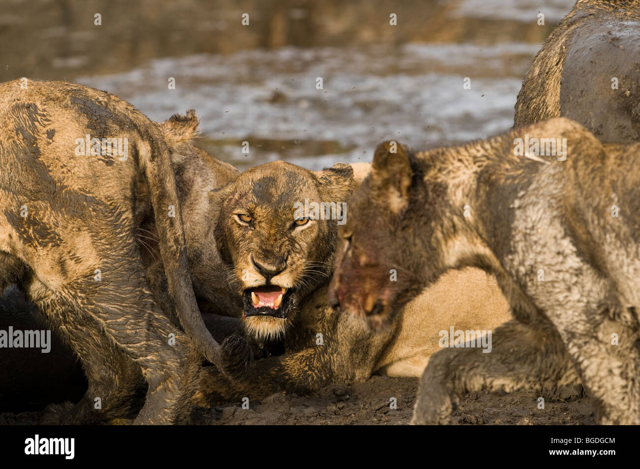 Un adulto snarls leonessa a cub in difesa della sua preda. Foto Stock