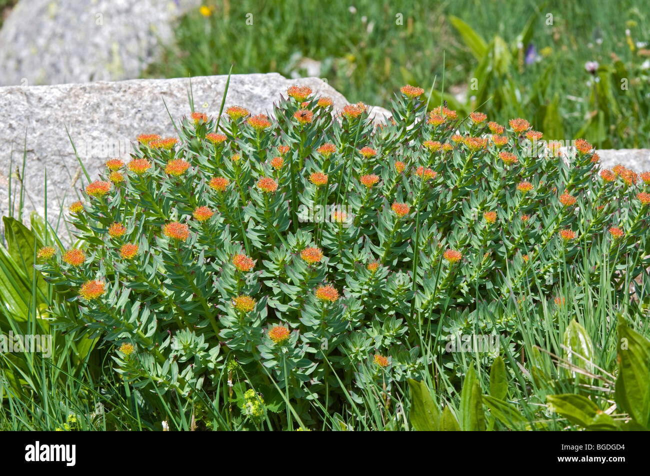 Golden root (Rhodiola rosea), il Parco Nazionale del Gran Paradiso, Valle d'Aosta, Italia, Europa Foto Stock