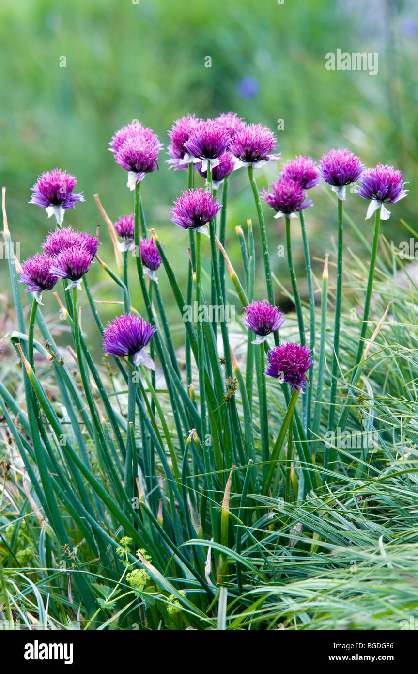 Erba cipollina (Allium schoenoprasum), Oberaarsee Lago, Alpi Bernesi, cantone di Berna, Svizzera, Europa Foto Stock