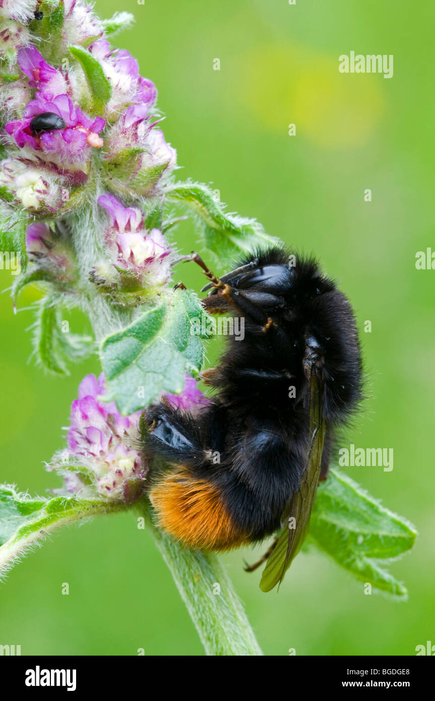 Red-tailed Bumblebee (Bombus lapidarius), Filz, Woergl, Tirolo del nord, Austria, Europa Foto Stock