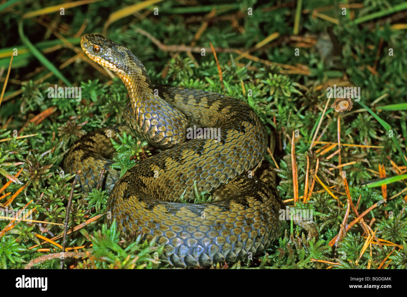 Politica europea comune in materia di sommatore (Vipera berus) in posizione difensiva Foto Stock