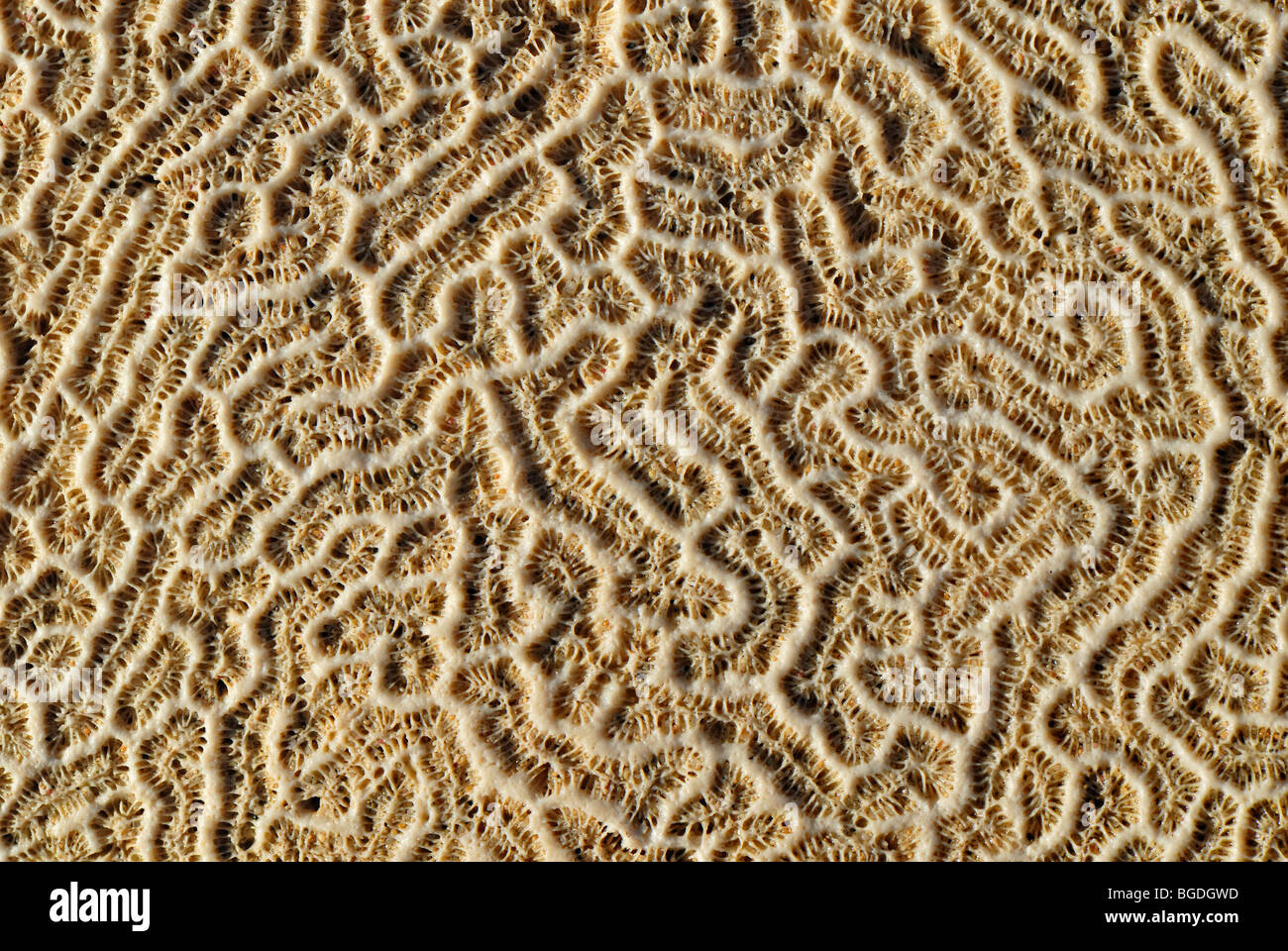 Struttura di un cervello coral (Diploria strigosa), lavato fino sulla spiaggia, St. Croix island, U.S. Isole Vergini degli Stati Uniti Foto Stock