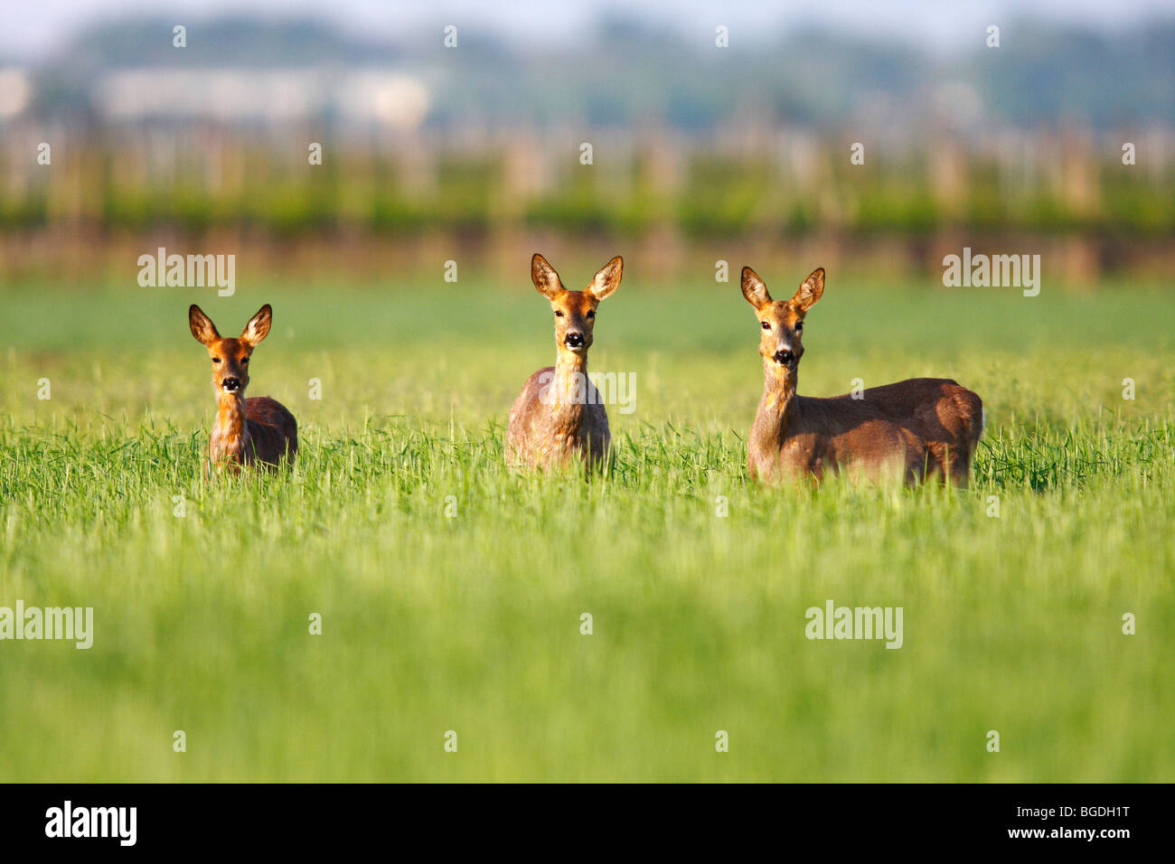 Unione Il capriolo (Capreolus capreolus), tre caprioli in piedi in un campo di grano Foto Stock