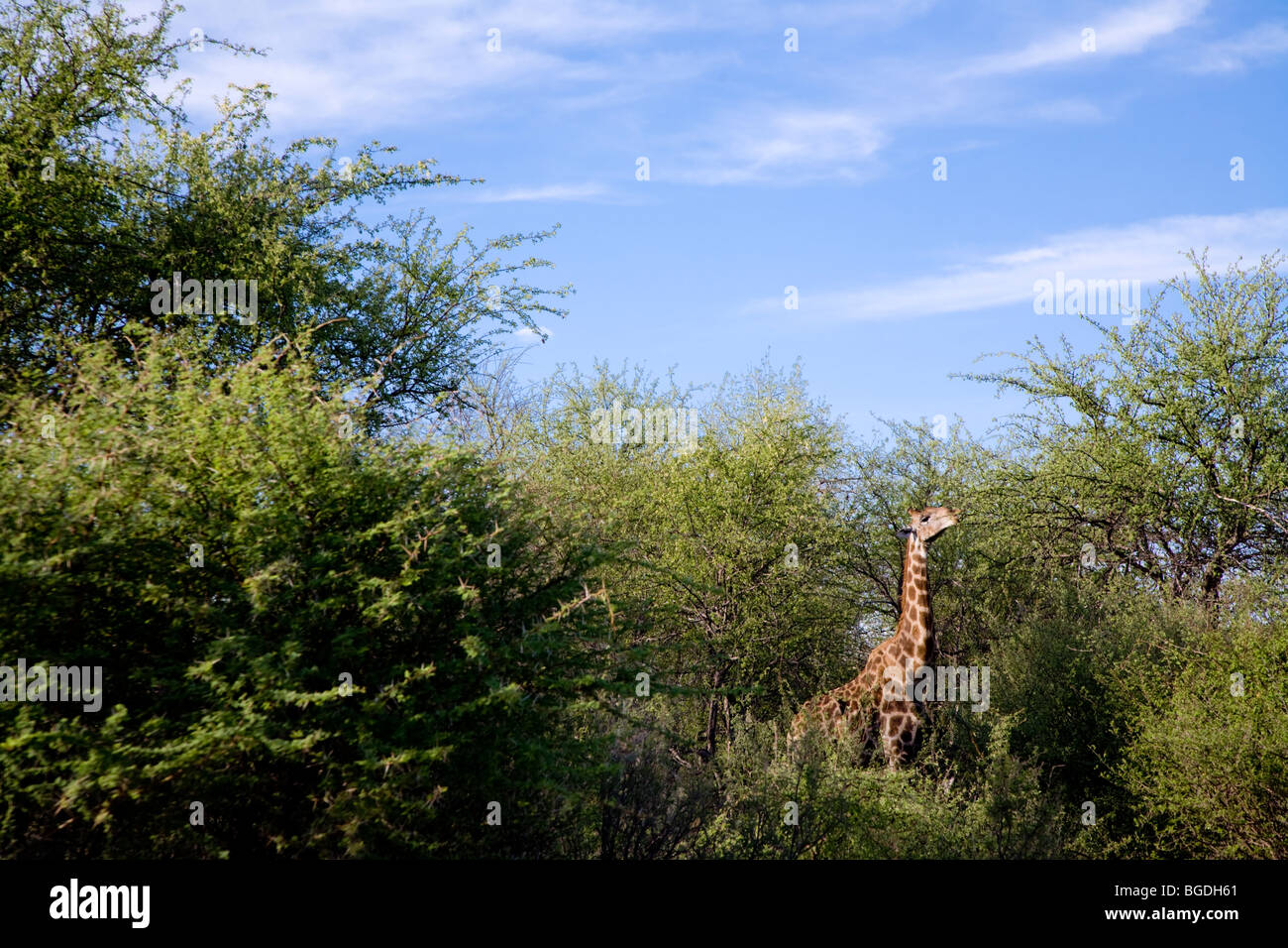 La giraffa di alimentazione. Giraffa angolani (Giraffa camelopardalis angolensis), il Parco Nazionale di Etosha, Namibia Foto Stock