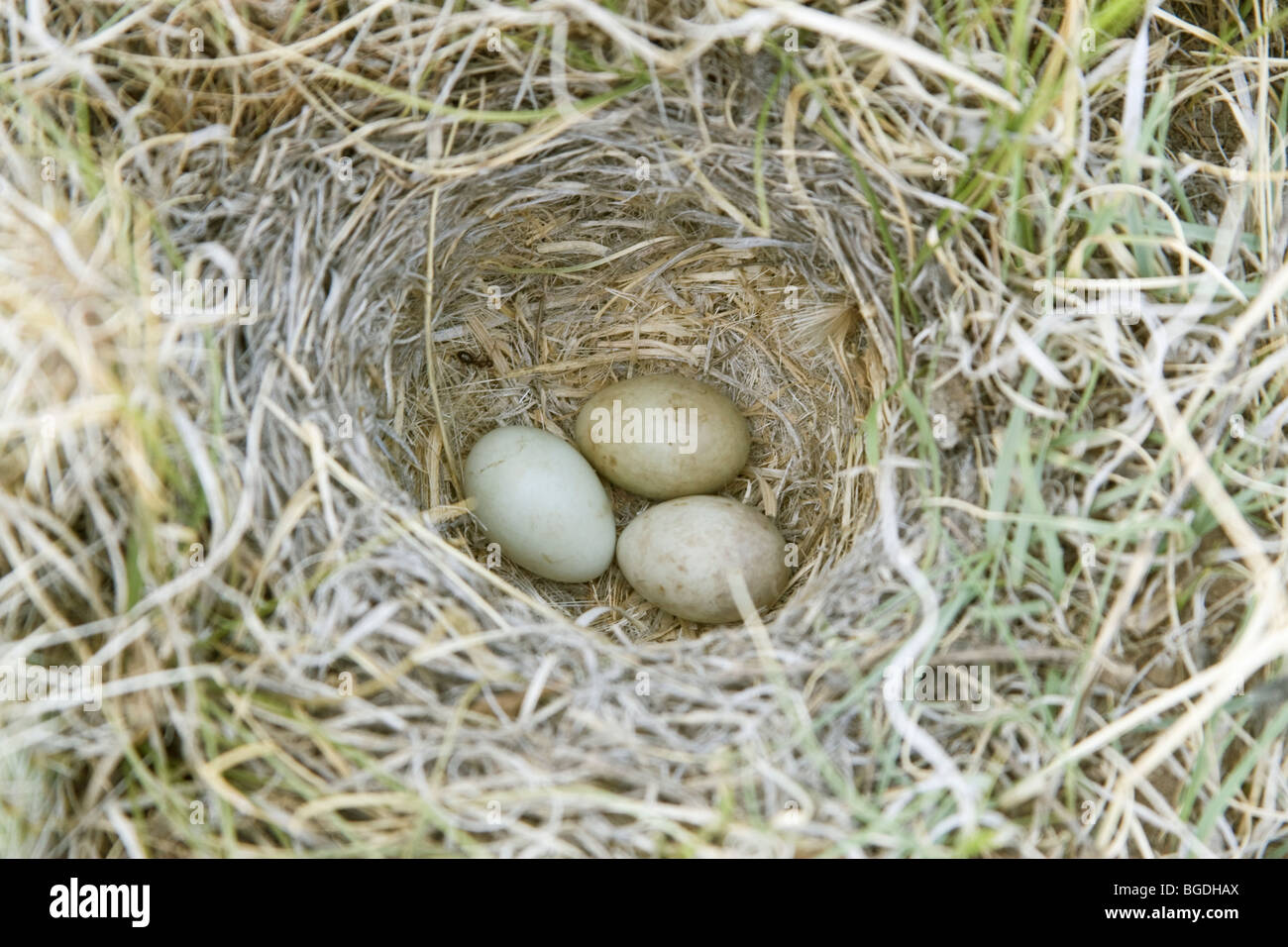 Di castagno Longspur collare nido con tre uova Foto Stock