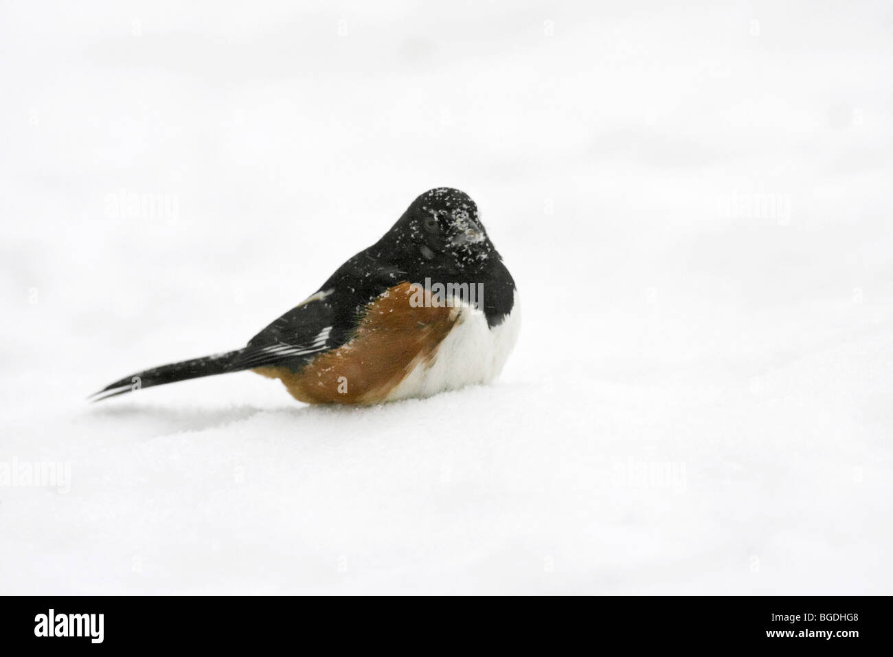 Towhee orientale in inverno la neve Foto Stock