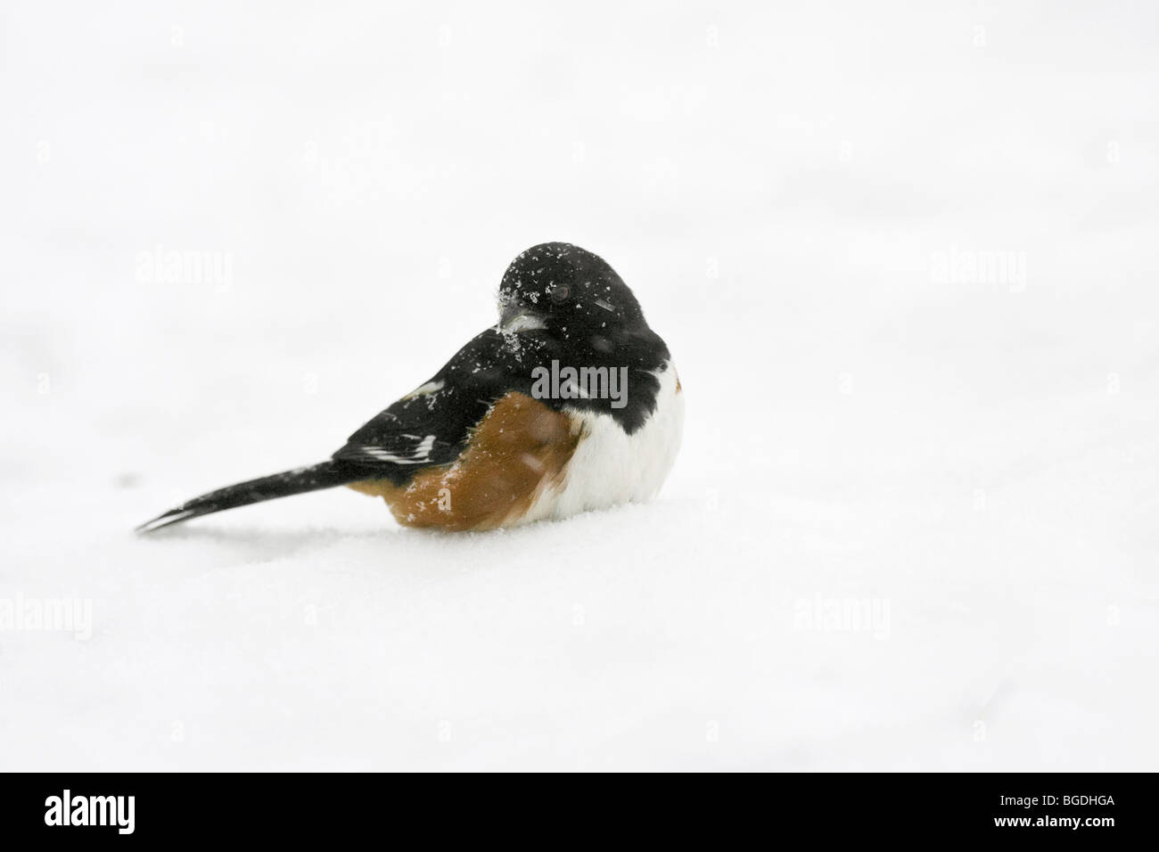 Towhee orientale in inverno la neve Foto Stock