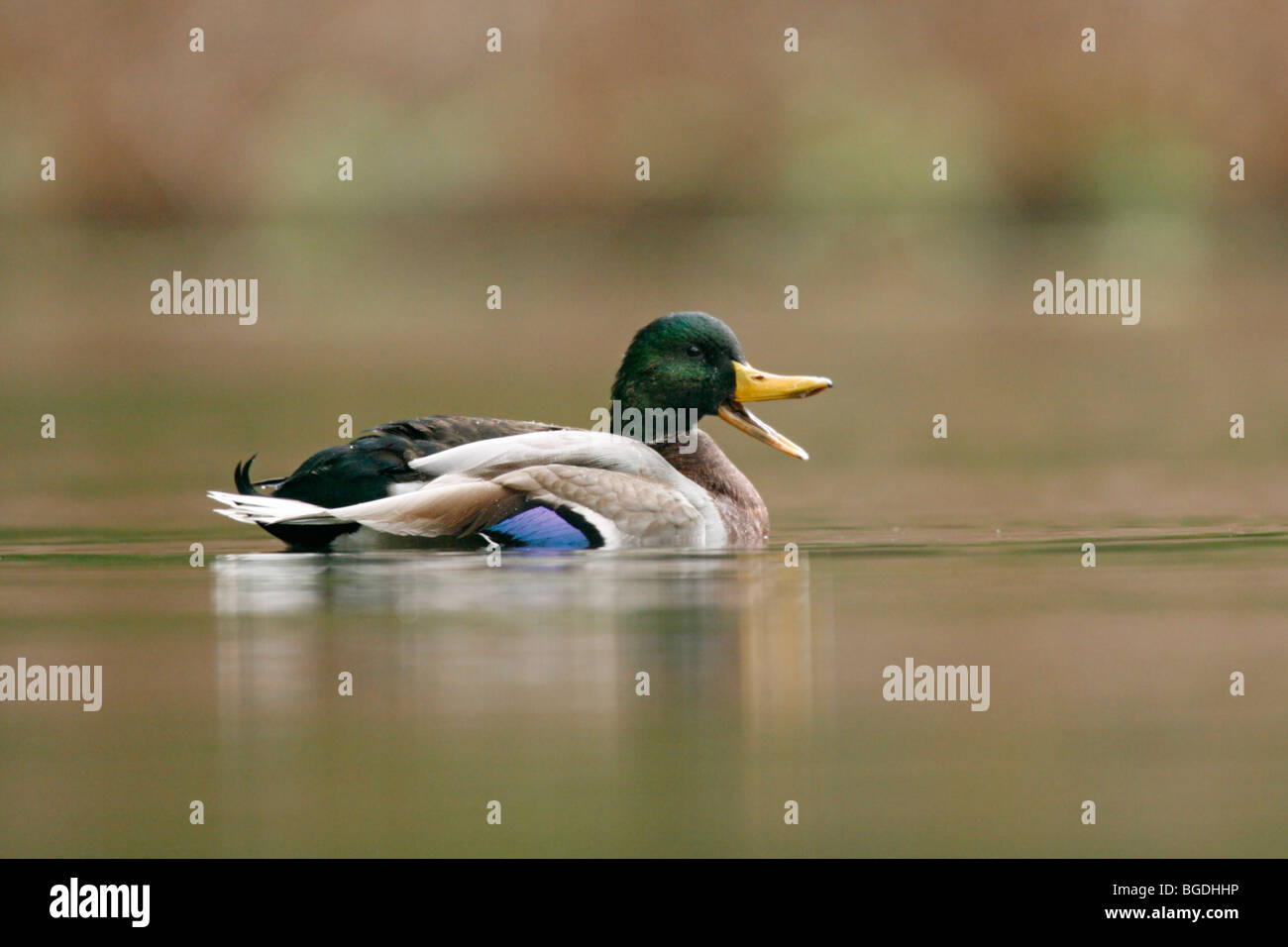 Mallard quacking a lago Foto Stock