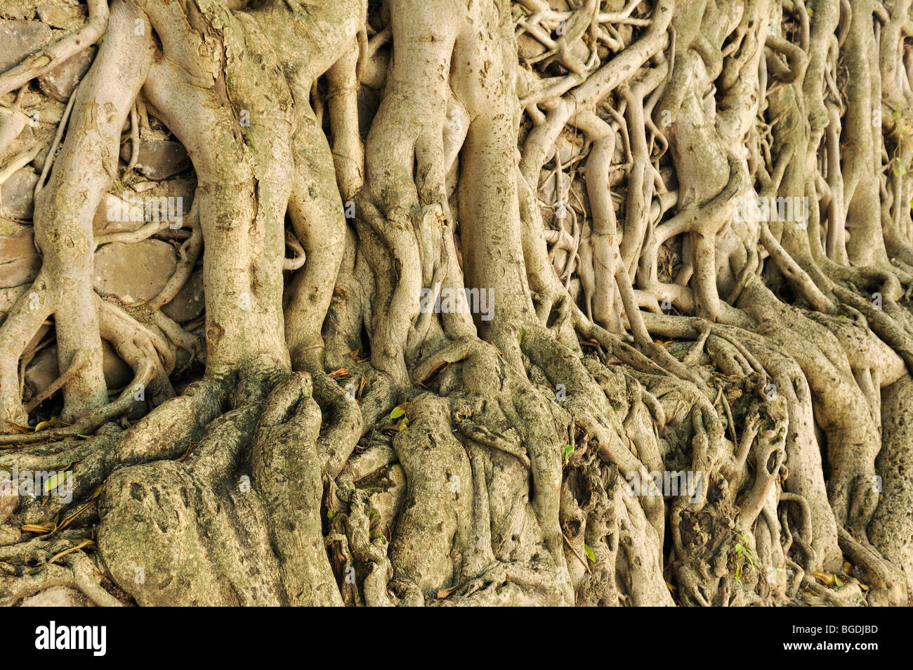 Banyan Tree radici, Fasiladas bagno, Sito Patrimonio Mondiale dell'UNESCO, Gonder, Gondar, Amhara, Etiopia, Africa Foto Stock