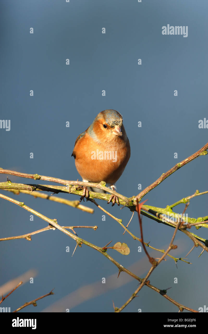 Maschio (fringuello Fringilla coelebs) arroccato contro un cielo blu Foto Stock