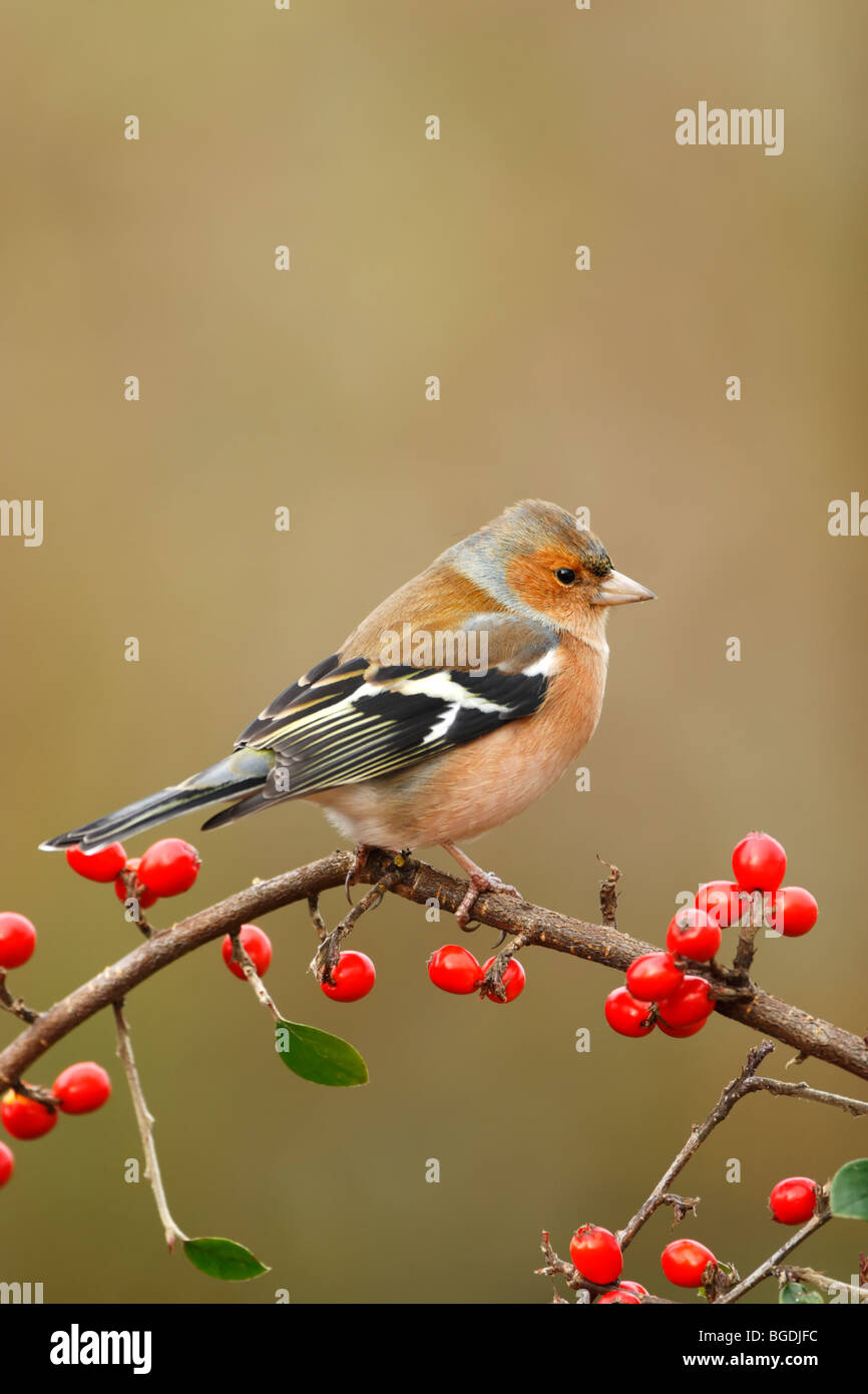Maschio (fringuello Fringilla coelebs) arroccato su ramoscello con bacche rosse Foto Stock