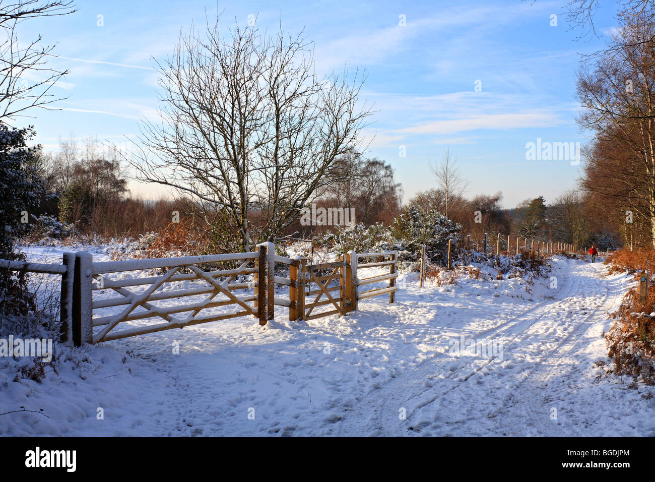 Neve su Headley Heath Surrey, Inghilterra, Regno Unito Foto Stock