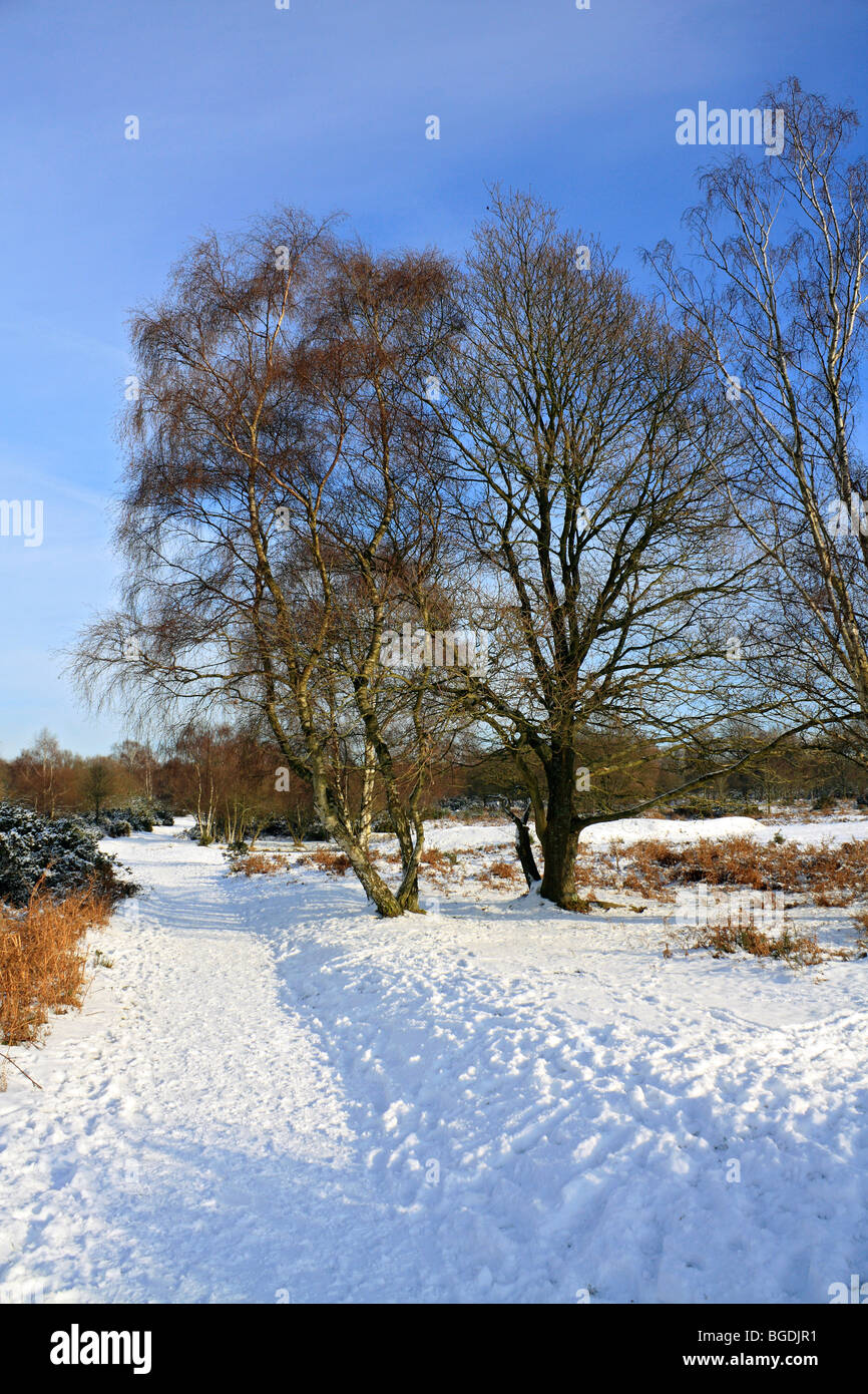 Neve su Headley Heath Surrey, Inghilterra, Regno Unito Foto Stock