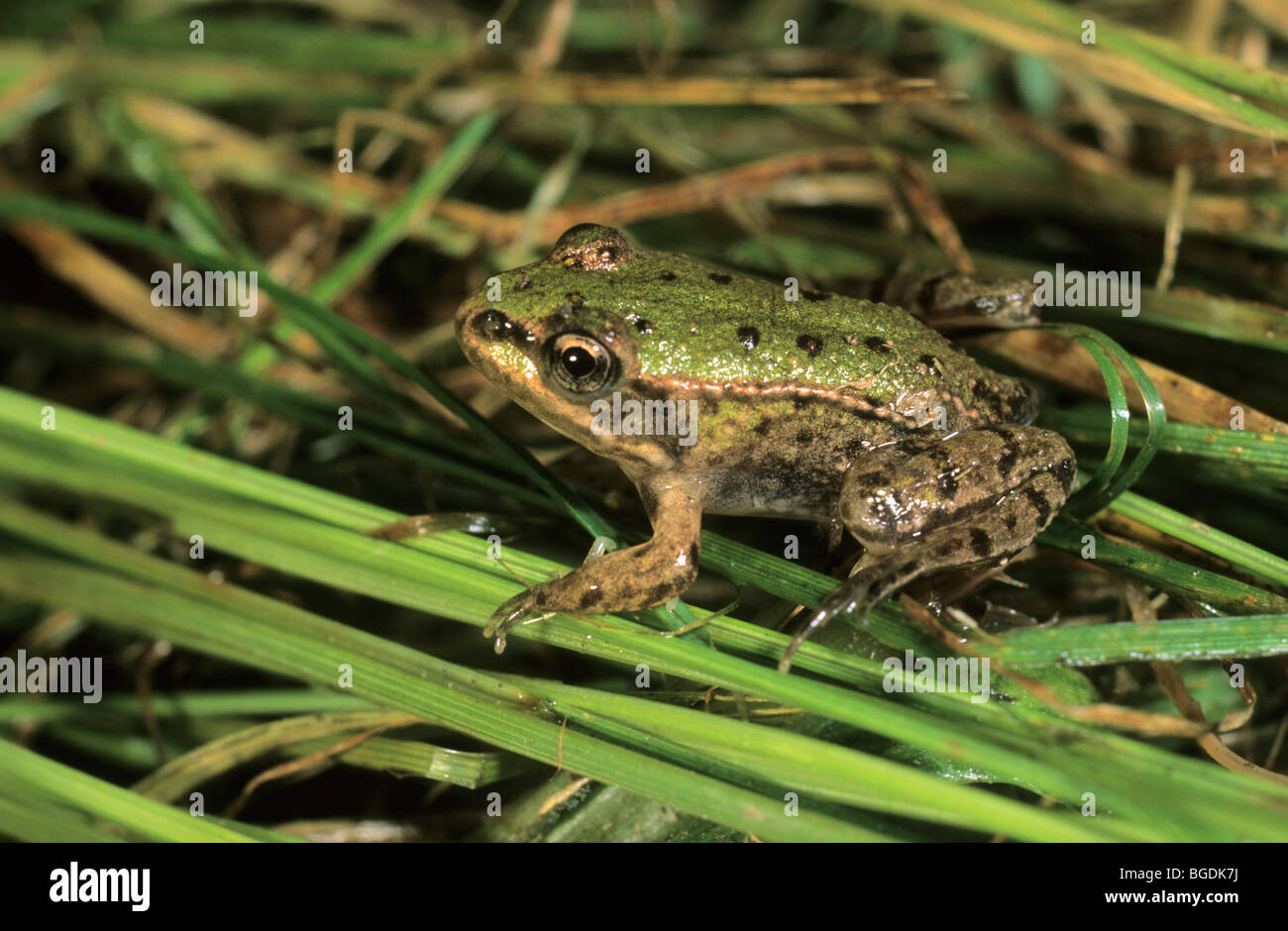 Rana verde, acqua comune (Rana Rana esculenta) poche settimane di novellame di rana per prendere il sole Foto Stock