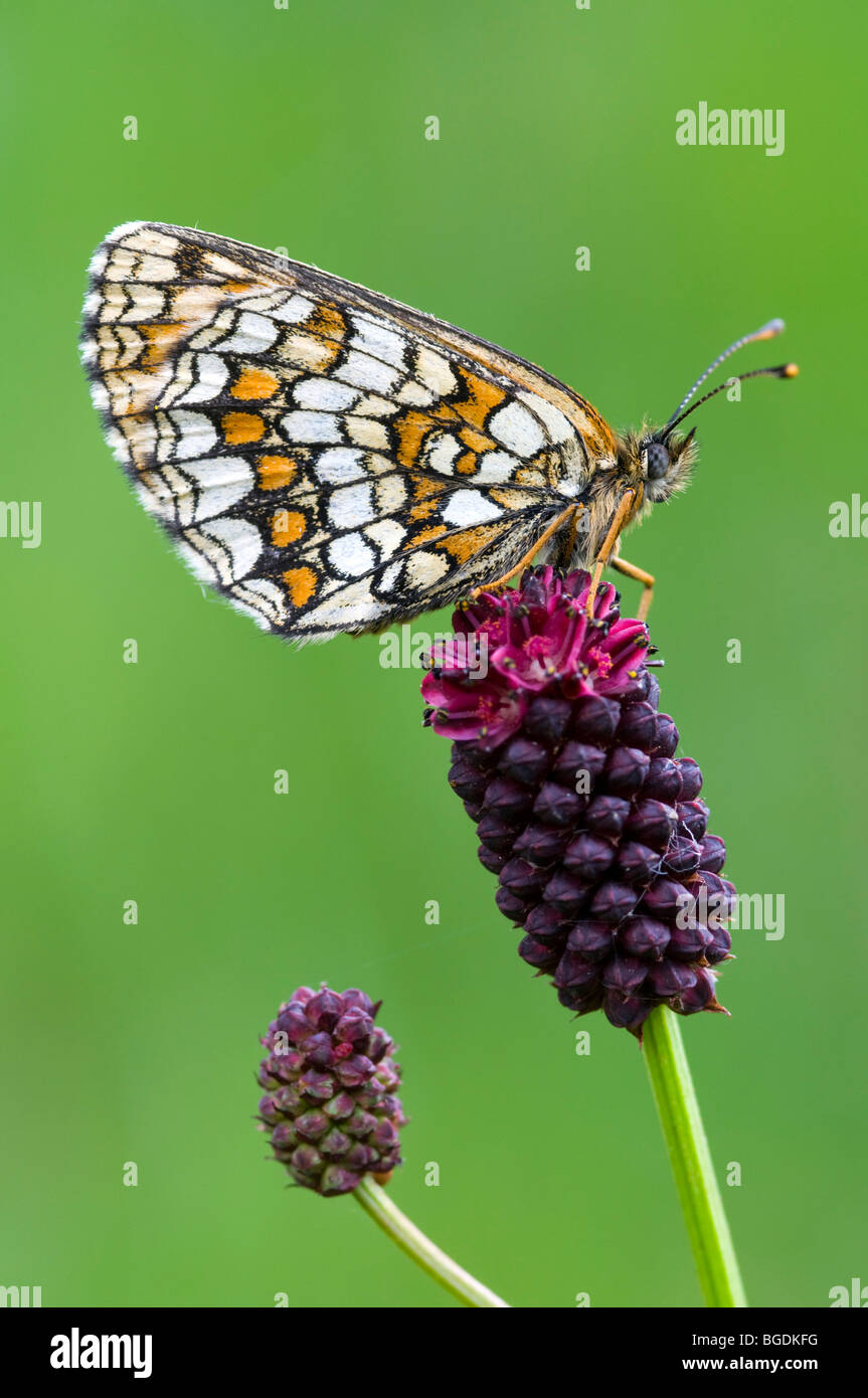 Heath Fritillary (Melitaea athalia), il lago Lutten, Mittenwald, Baviera, Germania, Europa Foto Stock