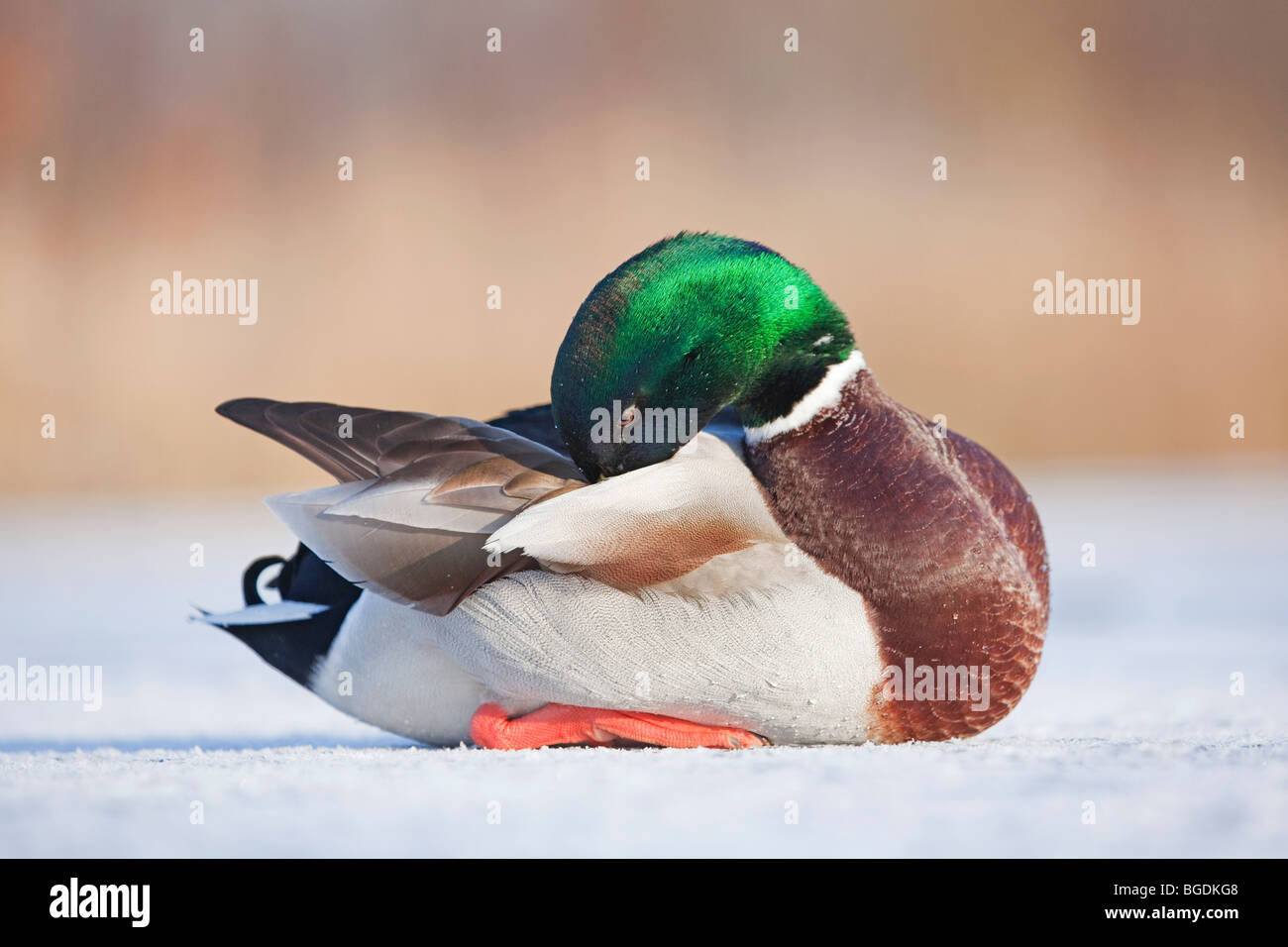 Un maschio di Mallard duck, o un Drake, (Anas platyrhynchos) preening le sue piume mentre è seduto su un laghetto congelato Foto Stock