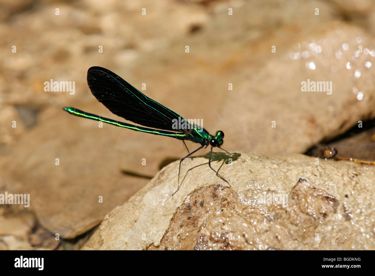 Black-winged Damselfly o ebano Jewelwing vicino torrente Foto Stock