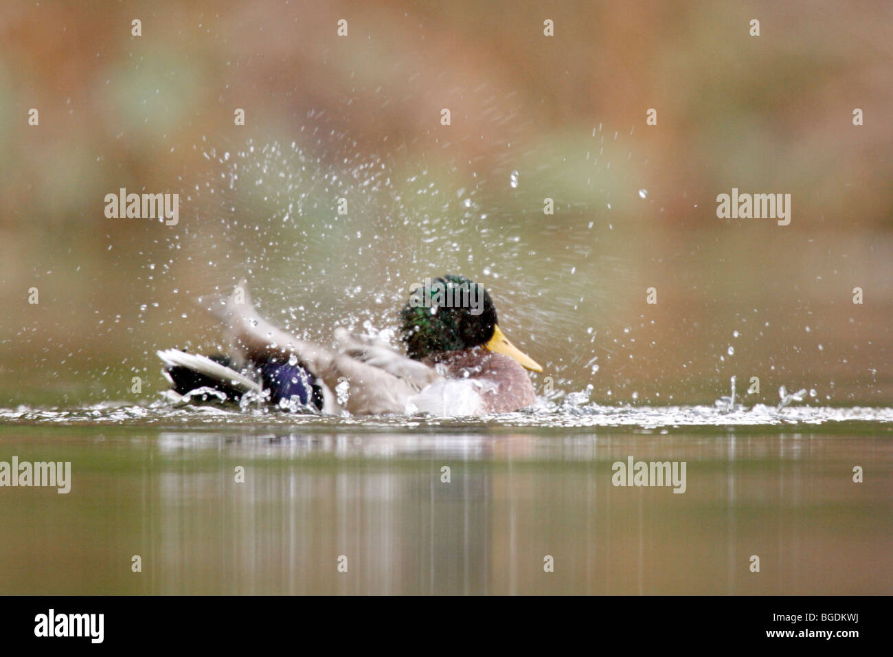 Mallard sbattimenti nel lago Foto Stock