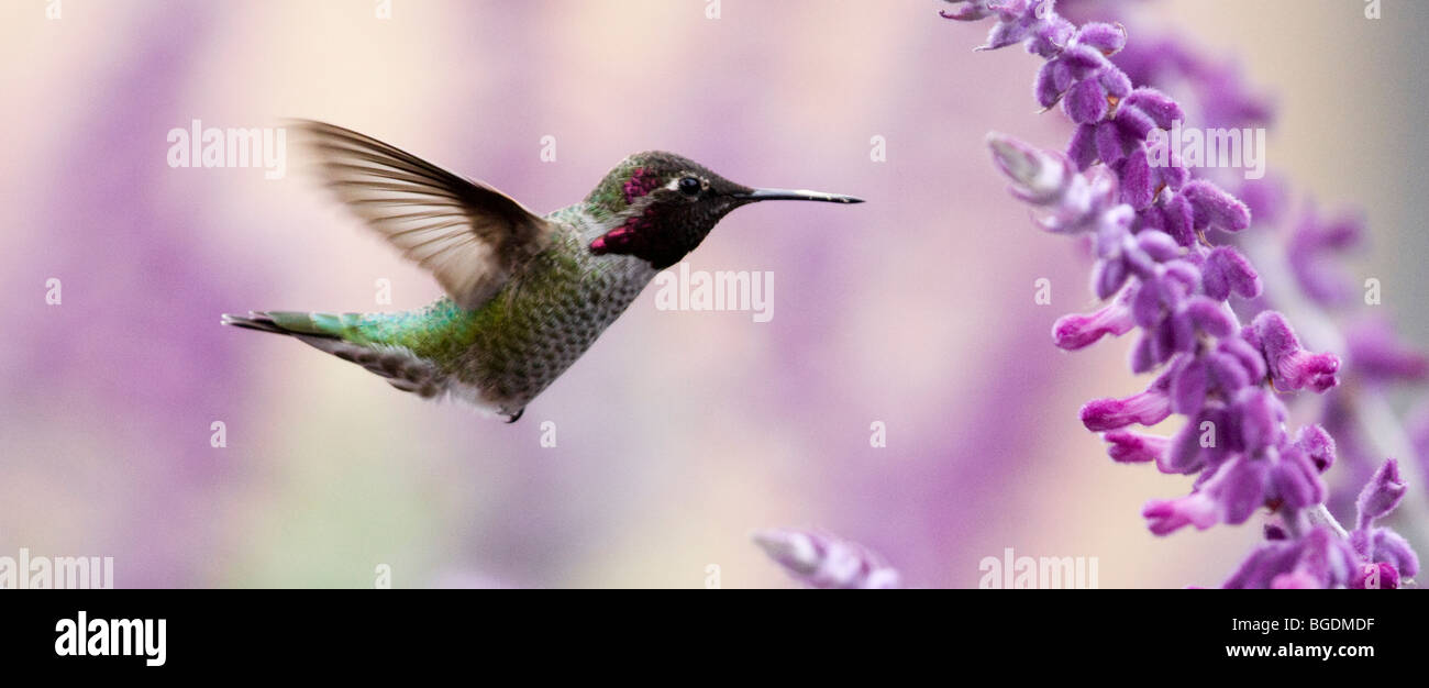 Anna's Hummingbird in Palo Alto, California, Stati Uniti d'America Foto Stock