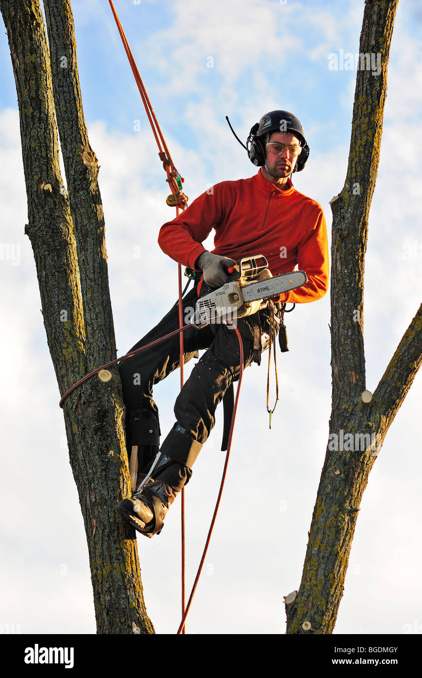 Un albero chirurgo alta di lavoro in una struttura ad albero Foto Stock