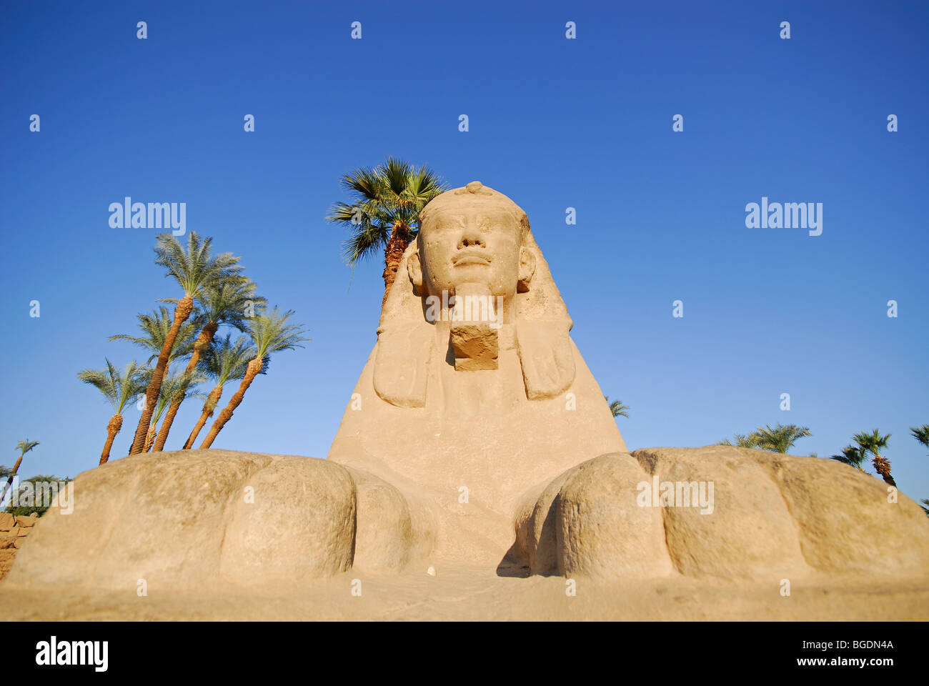 LUXOR, Egitto. Una vista di una sfinge sul viale di Sfingi di Tempio di Luxor. 2009. Foto Stock
